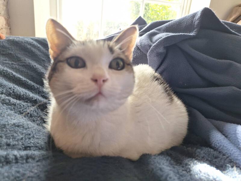 Arwen - Elegant office cat