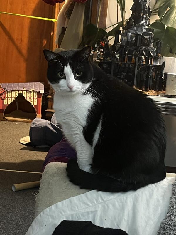 Chucky - Playful office companion