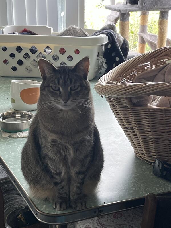 Luna - Nocturnal research assistant