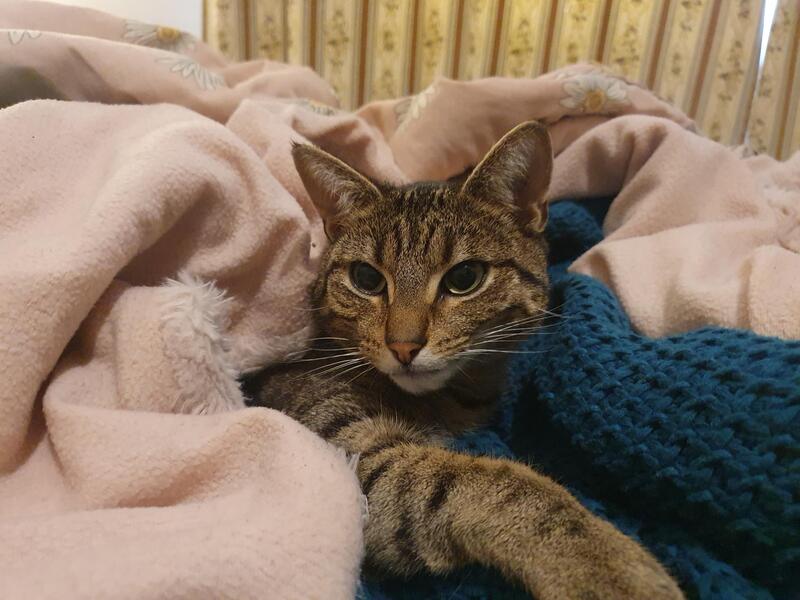 Missy - Playful research buddy