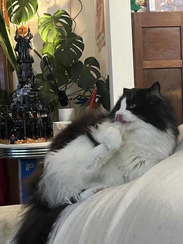 Nigel - Distinguished gentleman cat